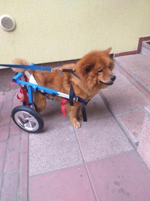 Wózek inwalidzki dla psa As - rozmiar XL od 21kg do 25kg 