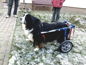 Wózek inwalidzki dla psa As - rozmiar 2XL od 26kg do30 kg 