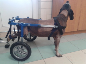 Wózek inwalidzki dla psa As - rozmiar L od 16kg do 20kg 