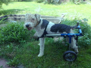  Wózek inwalidzki dla psa As - rozmiar M od 11kg do 15kg 
