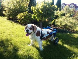  Wózek inwalidzki dla psa As - rozmiar S1 od 6kg do 10kg