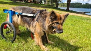 Wózek inwalidzki dla psa As - rozmiar  3XL od 31 kg