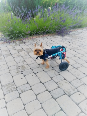  Wózek inwalidzki dla psa As - rozmiar S do 5 kg 